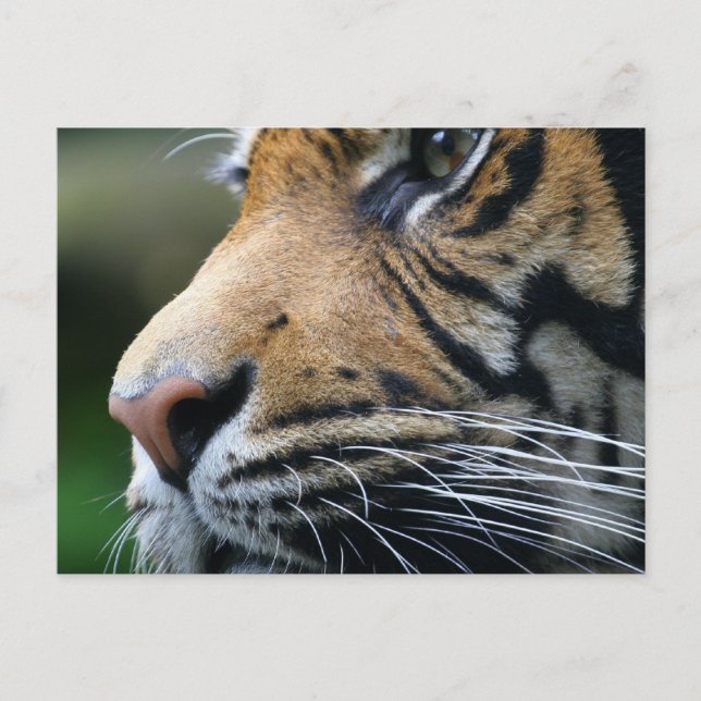 Carte postale Tiger (Devant)