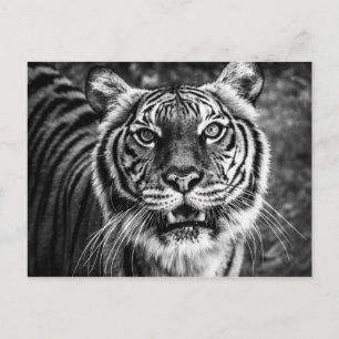 Carte postale Tiger