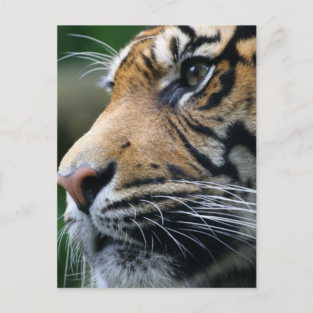 Carte postale Tiger (Devant)