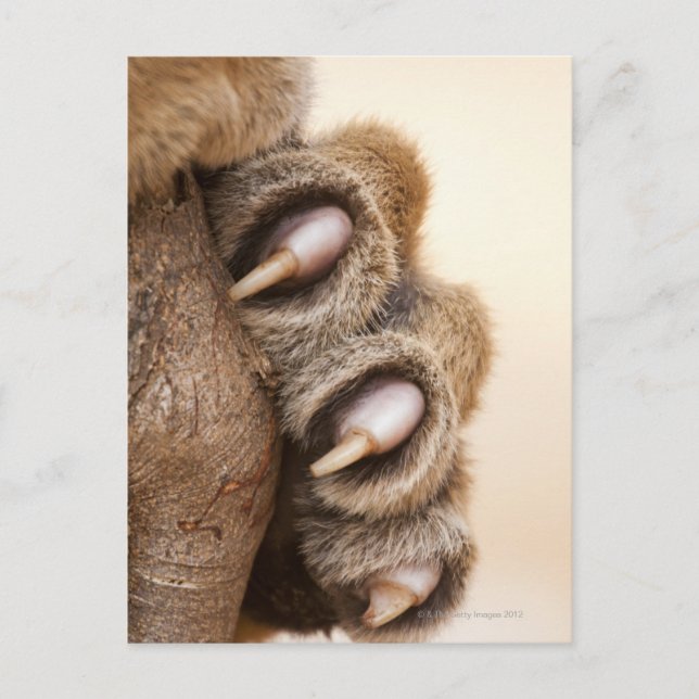 Carte Postale Tiger (Devant)