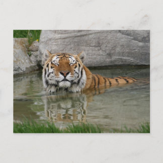 Carte postale Tiger