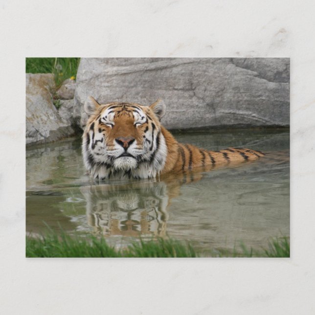 Carte postale Tiger (Devant)