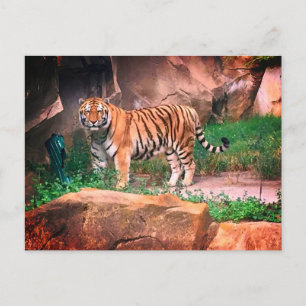 Carte postale Tiger