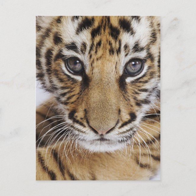 Carte Postale Tiger (Devant)