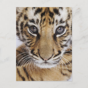 Carte Postale Tiger
