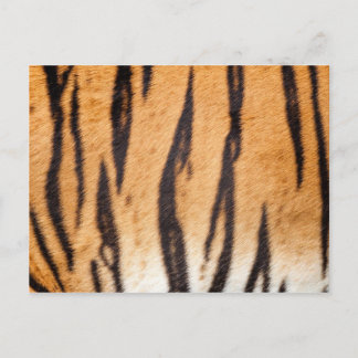 Carte postale Tiger