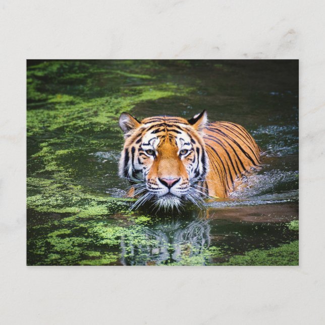 Carte postale Tiger (Devant)