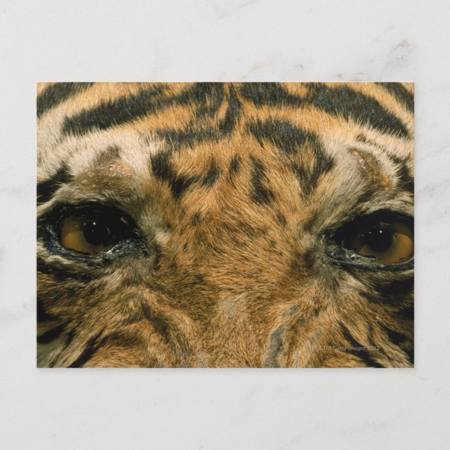 Carte Postale Tiger (Devant)