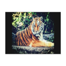 Carte postale Tiger