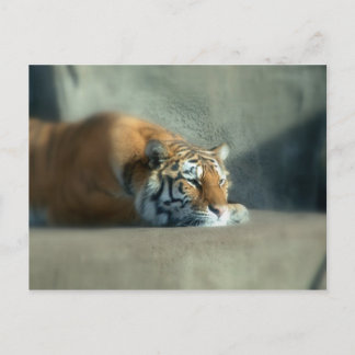 Carte Postale tiger2