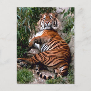 Carte Postale Tiger Big Cat impressions