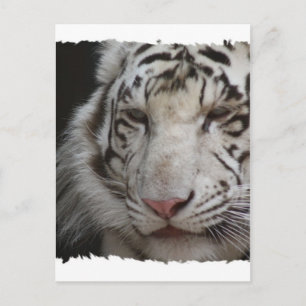 Carte postale Tiger blanc