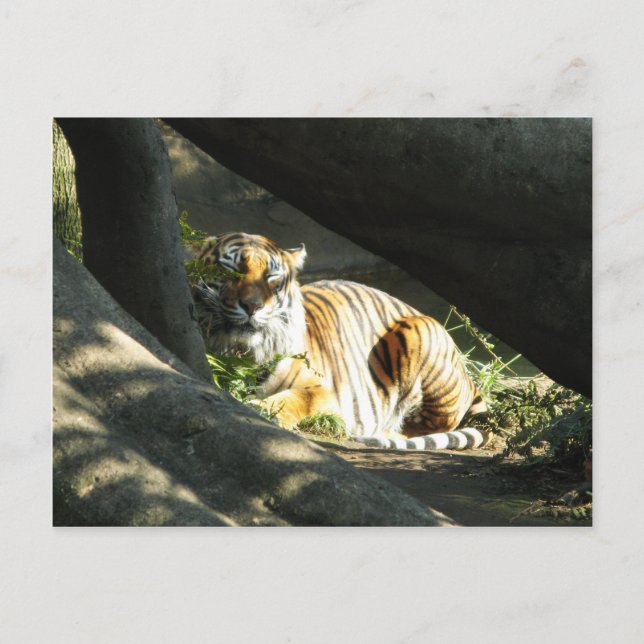 Carte Postale Tiger Catnap (Devant)