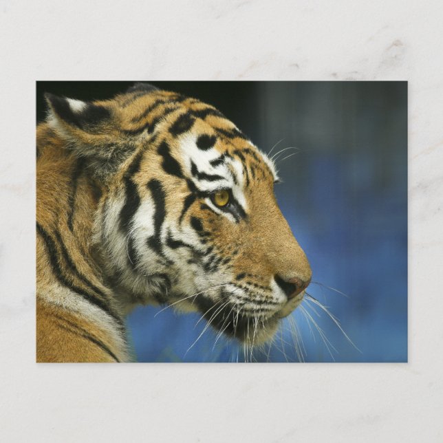 Carte Postale Tiger CloseUp Sideways Photographie (Devant)