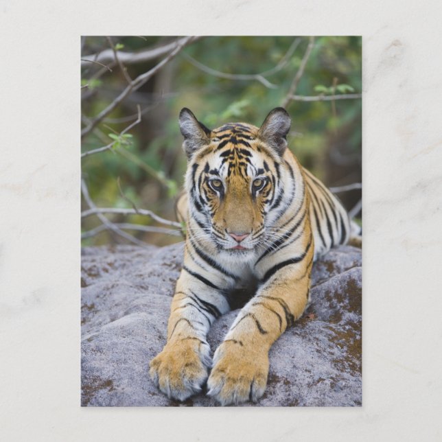 Carte Postale Tiger cub, Bandhavgarh National Park, India (Devant)