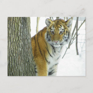 Carte Postale Tiger Cub Dans La Neige À La Recherche Autour De L