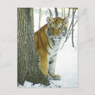Carte Postale Tiger Cub Dans La Neige À La Recherche Autour De L
