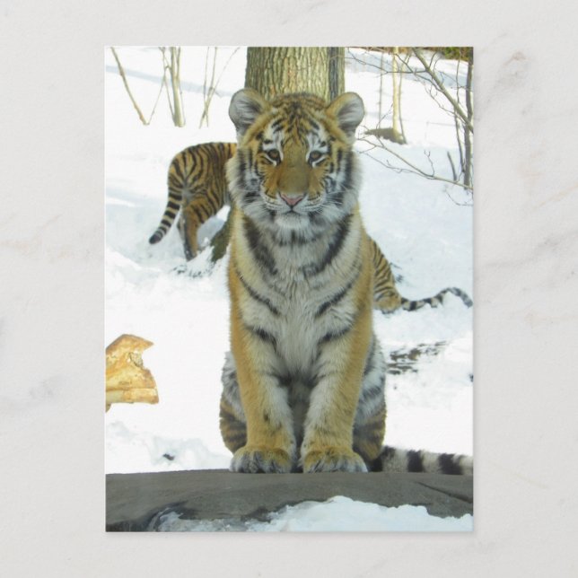 Carte Postale Tiger Cub En Portrait De Neige (Devant)