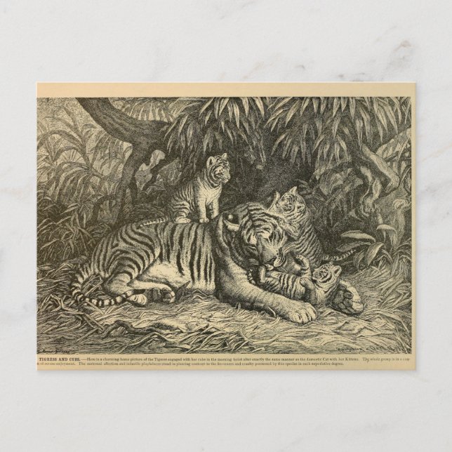 Carte Postale Tiger Cub Ephemera Art Vintage (Devant)