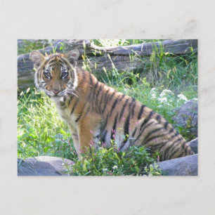 Carte Postale Tiger Cub Portrait 2