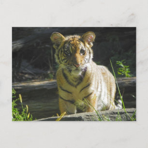 Carte Postale Tiger Cub Portrait 4