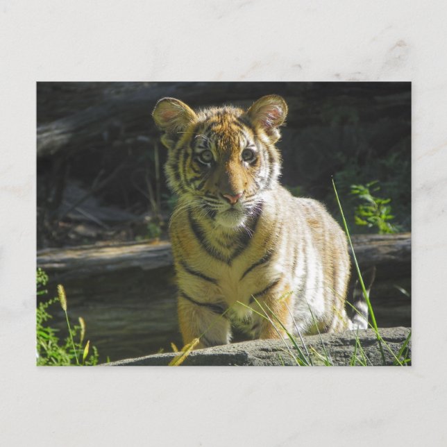 Carte Postale Tiger Cub Portrait 4 (Devant)