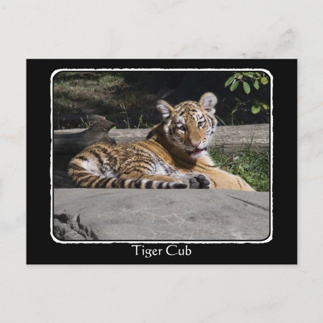 Carte Postale Tiger Cub sur les Rochers avec bordure (Devant)