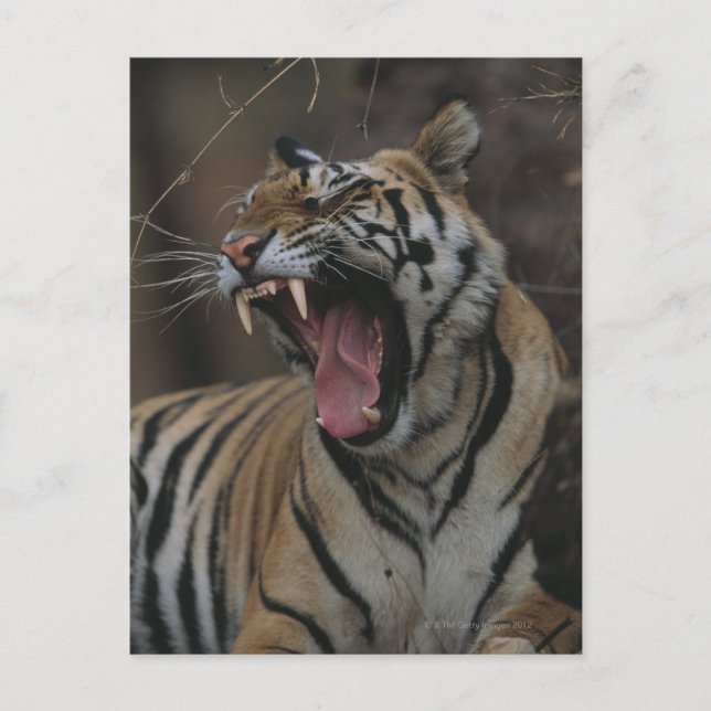 Carte Postale Tiger Cub Yawning (Devant)