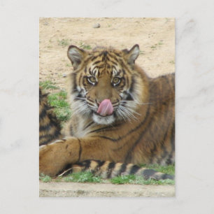 Carte postale Tiger Cubs