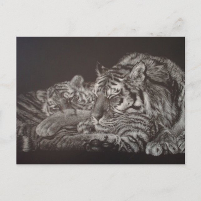 Carte postale Tiger et Cub (Devant)