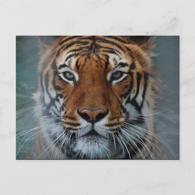 Carte postale Tiger Face (Devant)