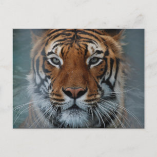 Carte Postale Tiger Face Postcard