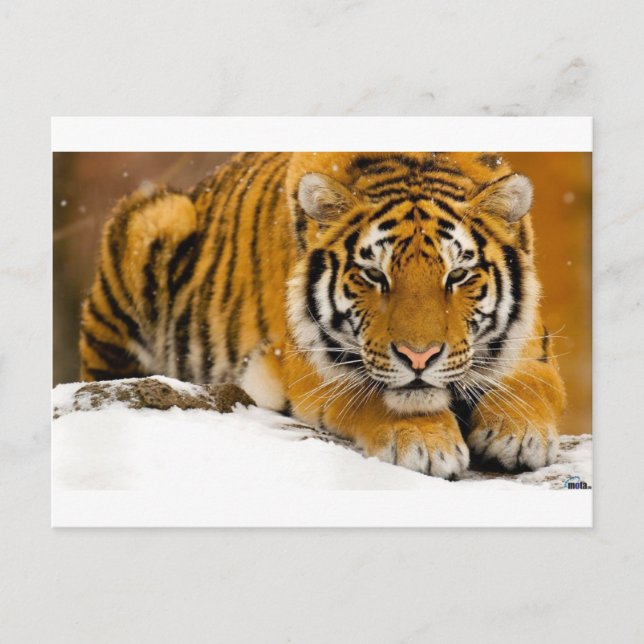 Carte Postale TiGer in the Snow Ready (Devant)