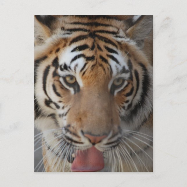 Carte postale Tiger Kisses (Devant)