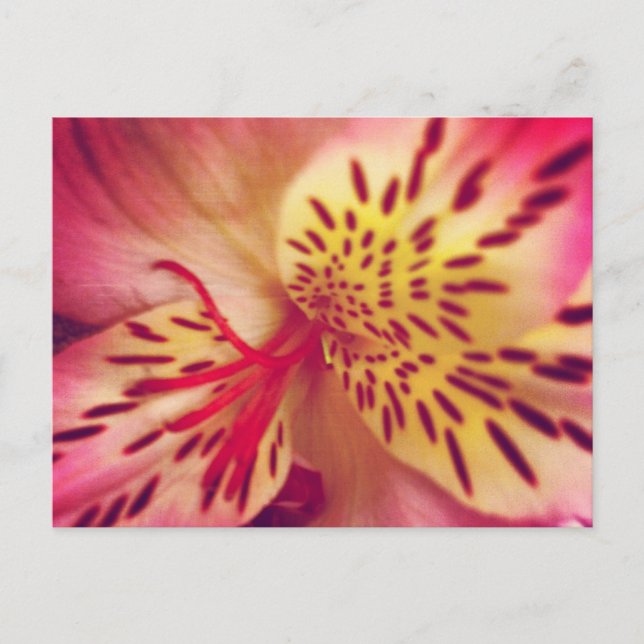 Carte postale Tiger Lily (Devant)