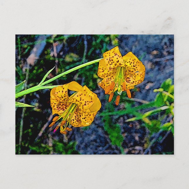 Carte Postale Tiger Lily (Devant)