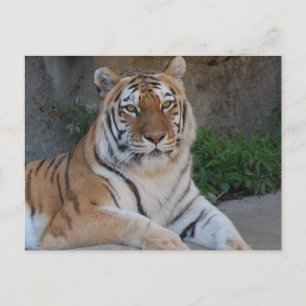 Carte Postale Tiger Love