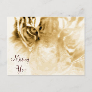 Carte Postale , Tiger Love_