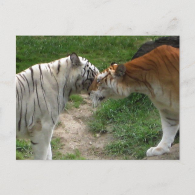 Carte Postale Tiger Love (Devant)