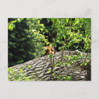 Carte postale Tiger Peek-a-boo