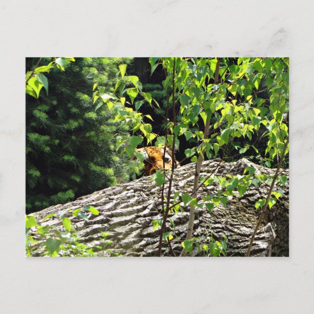 Carte postale Tiger Peek-a-boo (Devant)