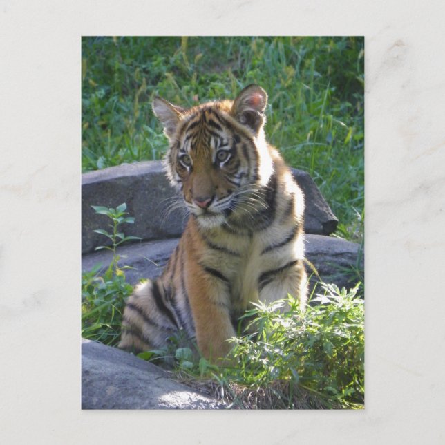 Carte Postale Tiger Portrait De Cub (Devant)