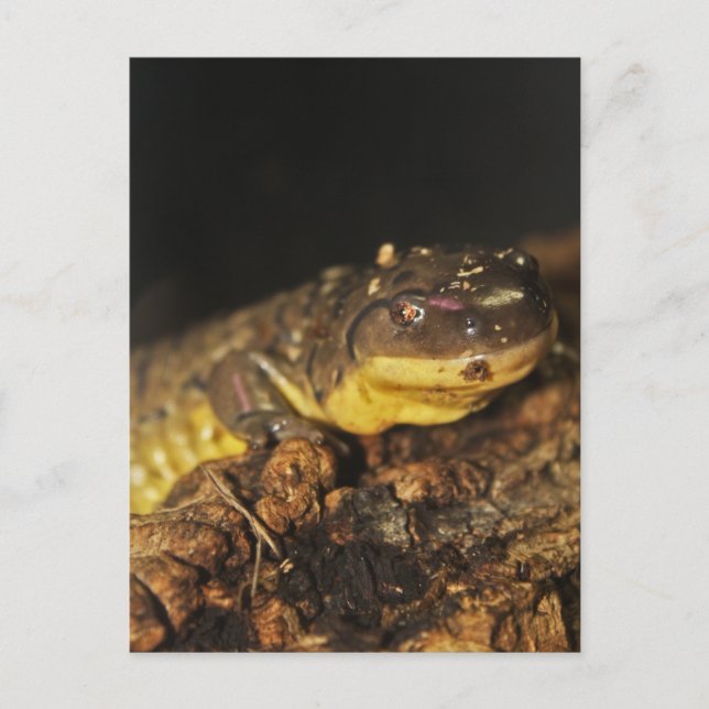 Carte Postale Tiger Salamander (Devant)