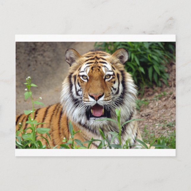 Carte Postale Tiger Smile (Devant)