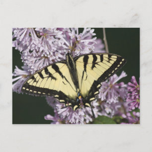 Carte Postale Tiger Swallowtail