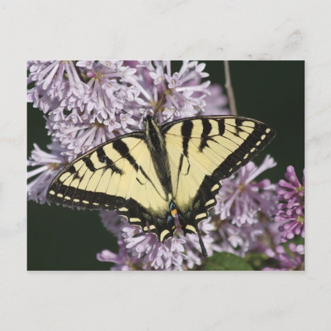Carte Postale Tiger Swallowtail (Devant)