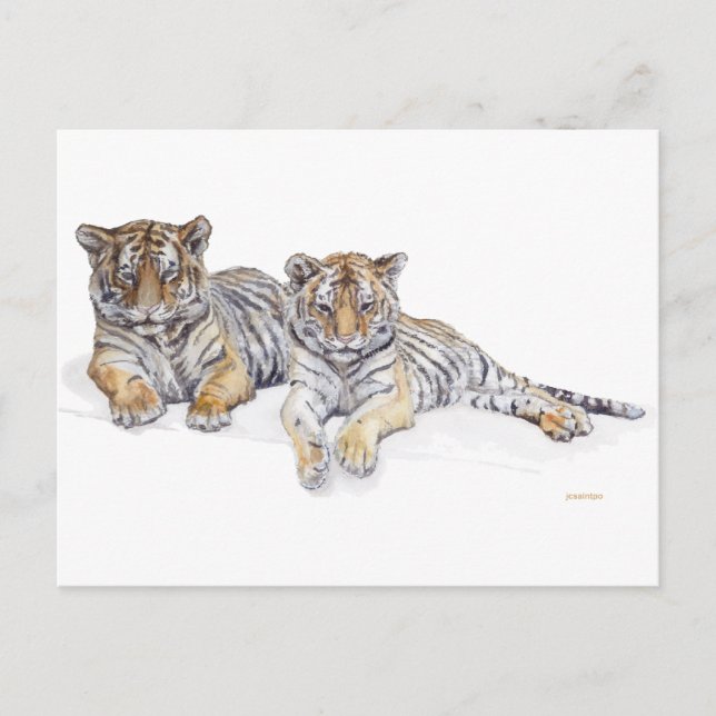 Carte Postale tigercubs (Devant)