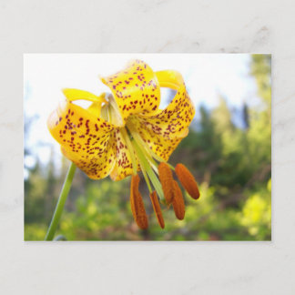 Carte Postale Tigerlily