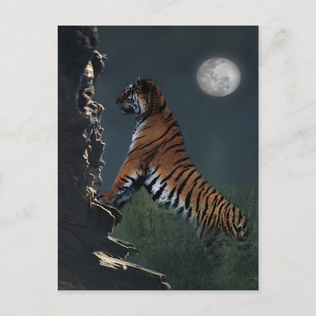 Carte Postale Tigers climb (Devant)