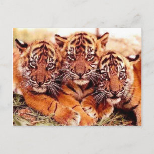 Carte Postale Tigers dans la nature Photos - Cartes, Tee - shirt
